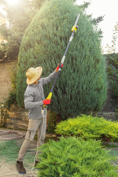 How Our Tree Care Process Works  in  Escondido, CA